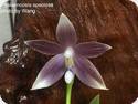 Phal. speciosa Blue x bellina blue